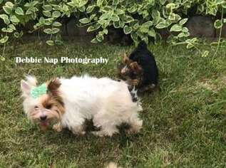 Yorkshire Terrier Puppy for sale in Augusta, MI, USA