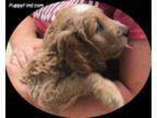 Goldendoodle Puppy for sale in Creston, IA, USA