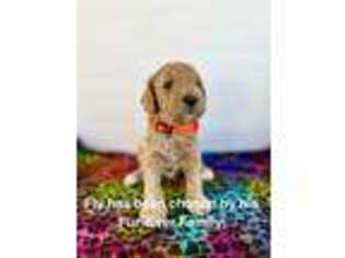 Goldendoodle Puppy for sale in Greenville, NY, USA
