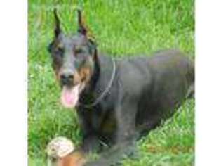 Doberman Pinscher Puppy for sale in Foristell, MO, USA