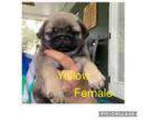 Pug Puppy for sale in Lakeland, FL, USA
