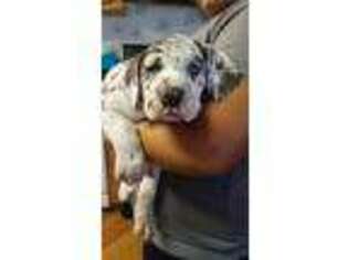Great Dane Puppy for sale in Owensville, MO, USA
