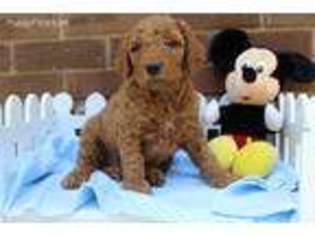 Goldendoodle Puppy for sale in Cochranton, PA, USA