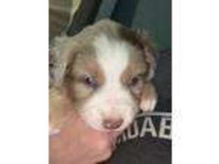 Miniature Australian Shepherd Puppy for sale in Bradenton, FL, USA