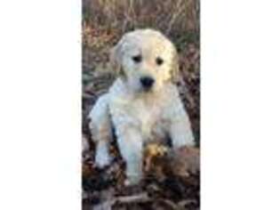 Golden Retriever Puppy for sale in Goodman, MO, USA