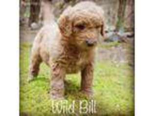 Goldendoodle Puppy for sale in Watertown, TN, USA
