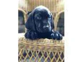 Labrador Retriever Puppy for sale in Huddleston, VA, USA