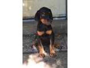Doberman Pinscher Puppy for sale in Wardensville, WV, USA