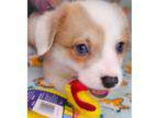Pembroke Welsh Corgi Puppy for sale in Redford, MI, USA