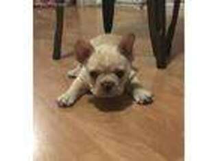 French Bulldog Puppy for sale in Grant, NE, USA