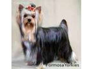 Yorkshire Terrier Puppy for sale in Eugene, OR, USA
