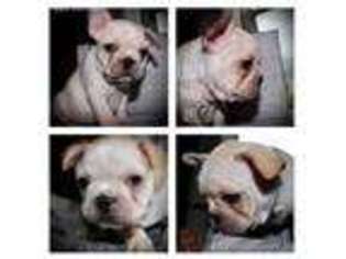 French Bulldog Puppy for sale in Belle Chasse, LA, USA
