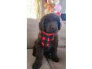 Newfoundland Puppy for sale in Chaska, MN, USA