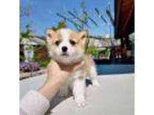 Pembroke Welsh Corgi Puppy for sale in Rosemead, CA, USA