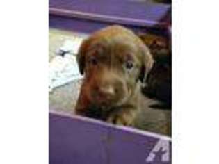 Labrador Retriever Puppy for sale in ARVADA, CO, USA