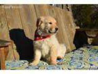 Golden Retriever Puppy for sale in Mountain Grove, MO, USA