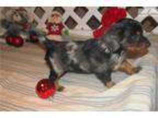 Dachshund Puppy for sale in Fort Worth, TX, USA