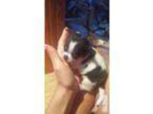 Chihuahua Puppy for sale in PLYMOUTH, WI, USA