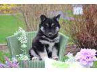 Siberian Husky Puppy for sale in Albany, NY, USA