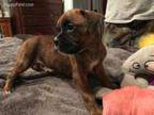 Boxer Puppy for sale in Richmond, VA, USA