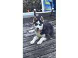 Siberian Husky Puppy for sale in Palatine, IL, USA