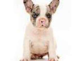French Bulldog Puppy for sale in Milton, PA, USA