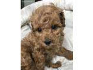 Yorkshire Terrier Puppy for sale in Loris, SC, USA