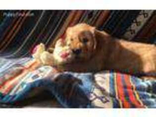 Golden Retriever Puppy for sale in Jackson, MN, USA