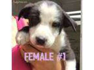 Border Collie Puppy for sale in Mack, CO, USA
