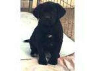 Labrador Retriever Puppy for sale in Austin, TX, USA