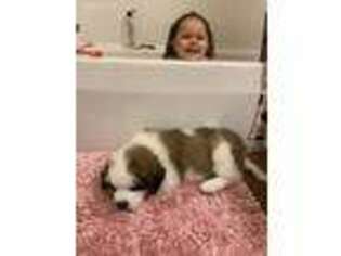 Saint Bernard Puppy for sale in Ionia, MI, USA