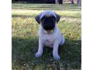 Pug Puppy for sale in Luray, VA, USA