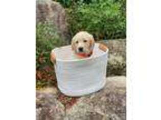 Labradoodle Puppy for sale in Loganville, GA, USA