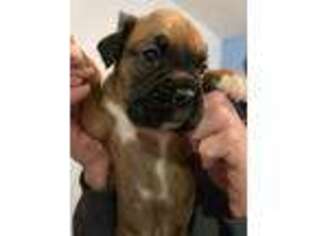 Boxer Puppy for sale in Wasilla, AK, USA