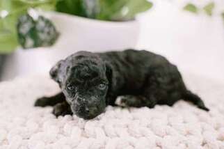 Cavapoo Puppy for sale in Zuni, VA, USA