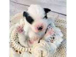 Mutt Puppy for sale in Harrisonburg, VA, USA