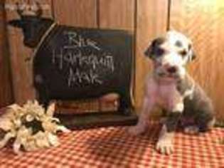 Great Dane Puppy for sale in Glencoe, AR, USA