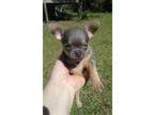 Chihuahua Puppy for sale in Defuniak Springs, FL, USA