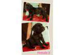 Cane Corso Puppy for sale in Lewistown, MT, USA