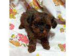 Shih-Poo Puppy for sale in Stockton, MO, USA