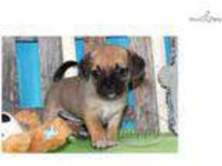 Puggle Puppy for sale in Joplin, MO, USA