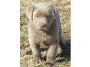 Labrador Retriever Puppy for sale in Albany, MO, USA
