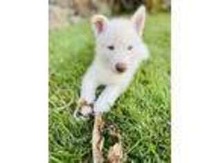 Siberian Husky Puppy for sale in Waianae, HI, USA