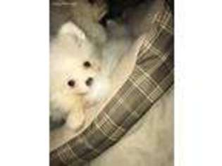 Pomeranian Puppy for sale in Fort Lauderdale, FL, USA