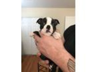 Boston Terrier Puppy for sale in Middletown, OH, USA