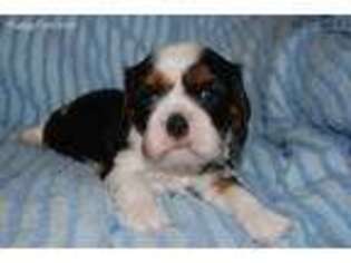 Cavalier King Charles Spaniel Puppy for sale in Saint Charles, IA, USA