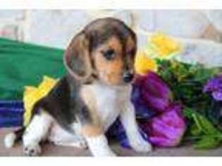 Beagle Puppy for sale in Ephrata, PA, USA