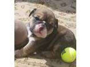 Bulldog Puppy for sale in Hardwick, MA, USA