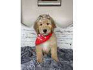 Goldendoodle Puppy for sale in Neola, UT, USA