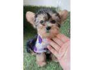 Yorkshire Terrier Puppy for sale in Alameda, CA, USA